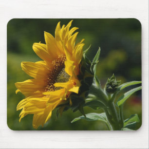 Mousepad Amarelo do pólen das pétalas dos girassóis