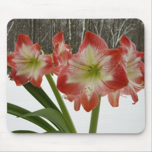 Mousepad Amaryllis no Feriado Vermelho de Neve Floral de in