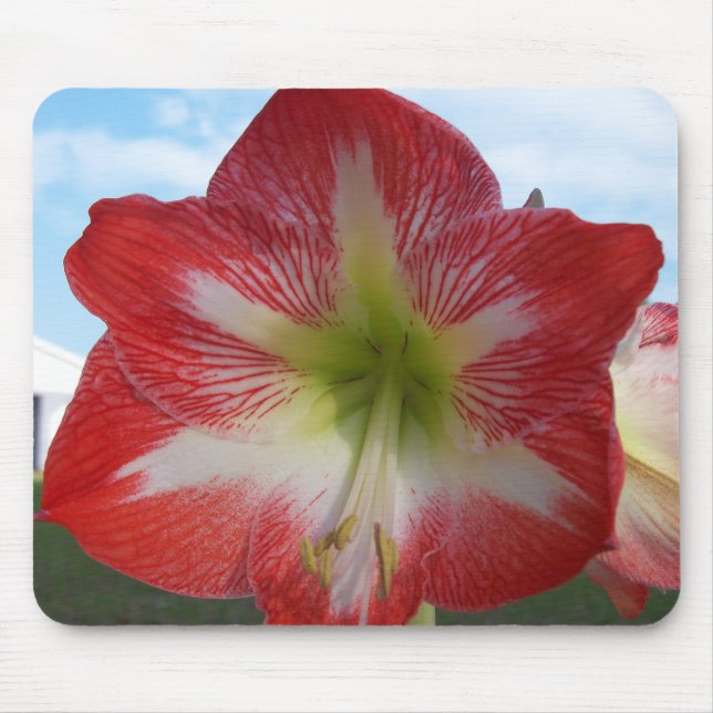 Mousepad Amaryllis Red e White MegaStar (Frente)