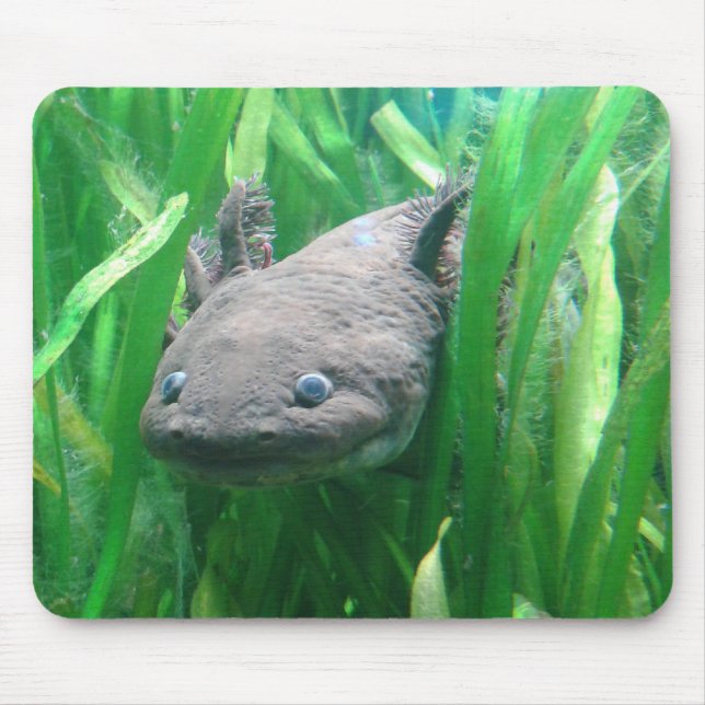 Mousepad Ambystoma andersoni (Frente)