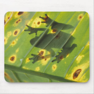 Mousepad AMÉRICA CENTRAL, Costa Rica, sapo iluminado por tr