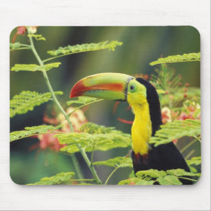 Mousepad América Central, Honduras. Tucano-de-bico-preto