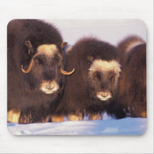 Mousepad América do Norte, EUA, Alasca, Círculo Polar Ártic