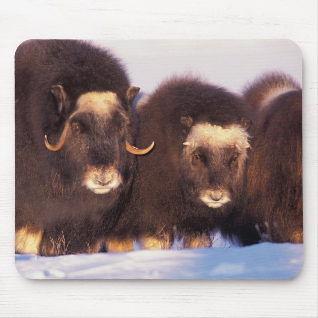 Mousepad América do Norte, EUA, Alasca, Círculo Polar Ártic (Frente)