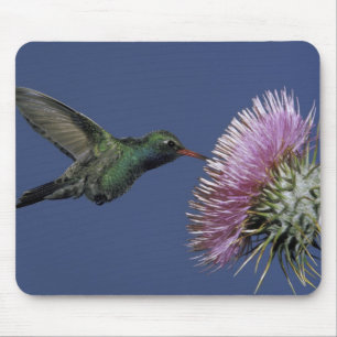 Mousepad América do Norte, EUA, Arizona. Bico-largo