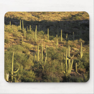 Mousepad América do Norte, EUA, Arizona, Deserto de Sonora