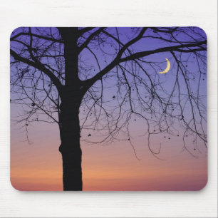 Mousepad América do Norte, EUA, Flórida, Mt. Dora, o