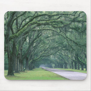 Mousepad América do Norte, EUA, Geórgia, Savannah,
