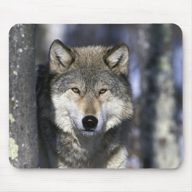 Mousepad América do Norte, EUA, Minnesota. Lobo Canis (Frente)