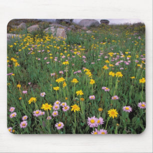 Mousepad América do Norte, EUA, Wyoming, Yellowstone 2
