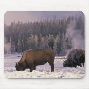 Mousepad América do Norte, EUA, Wyoming, Yellowstone NP,