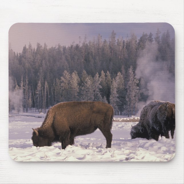 Mousepad América do Norte, EUA, Wyoming, Yellowstone NP, (Frente)