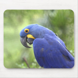 Mousepad América do Sul, Brasil, Pantanal