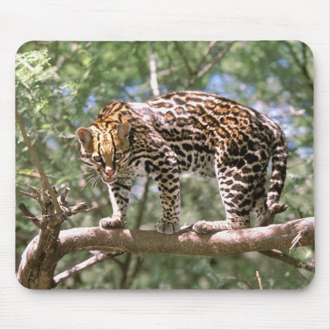 Mousepad América do Sul, Equador, Amazônia. Ocelot (Frente)