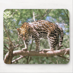 Mousepad América do Sul, Equador, Amazônia. Ocelote