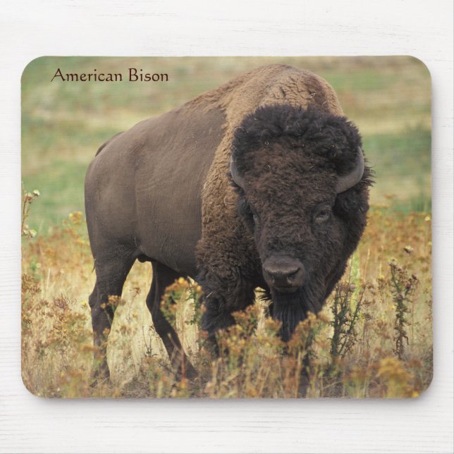Mousepad American Bison no Range (Frente)