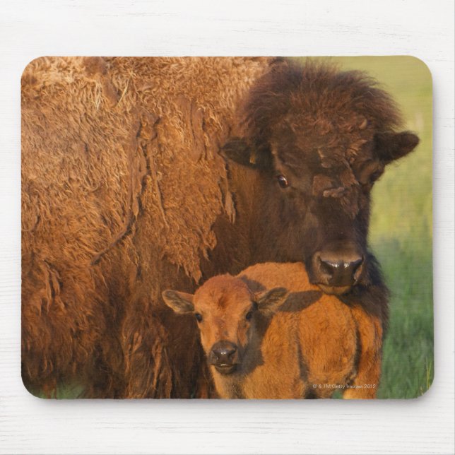Mousepad American Bison, vaca e vitelo, Dakota do Norte (Frente)