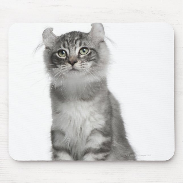 Mousepad American Curl Kitten (3 meses de idade) (Frente)