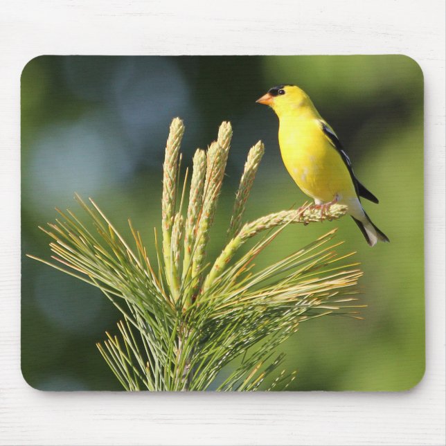 Mousepad American Goldfinch sobre o Pad do Mouse (Frente)