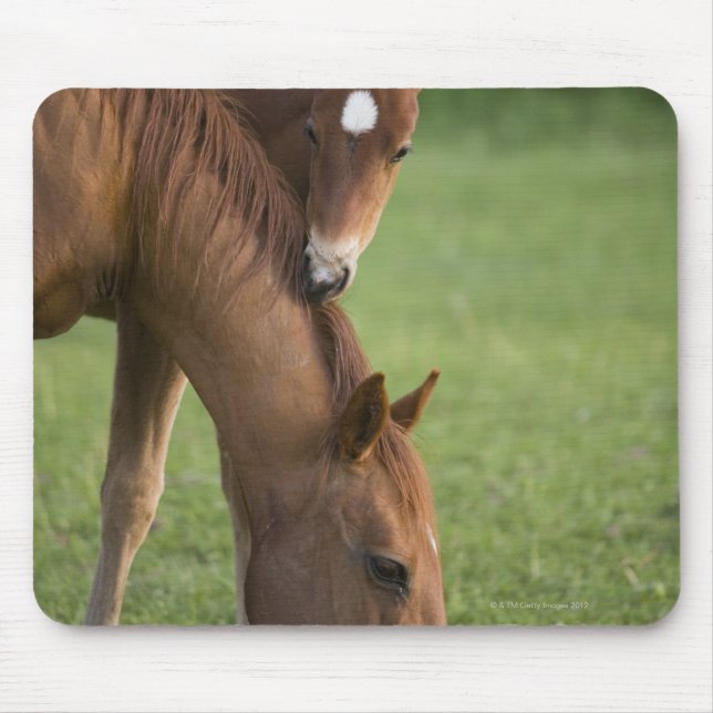 Mousepad American Quarter Horis e Colt no campo (Frente)