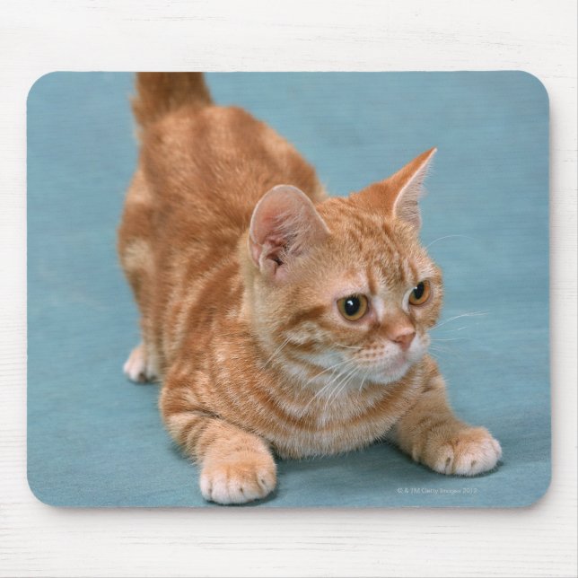Mousepad American Shorthair 3 (Frente)
