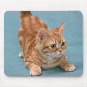Mousepad Americano Shorthair 3