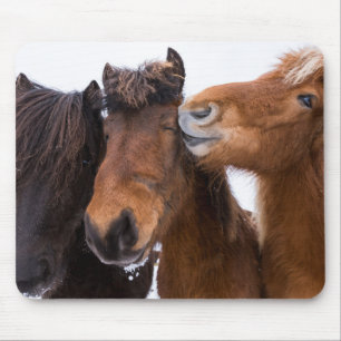 Mousepad Amigos do cavalo islandês, Islândia