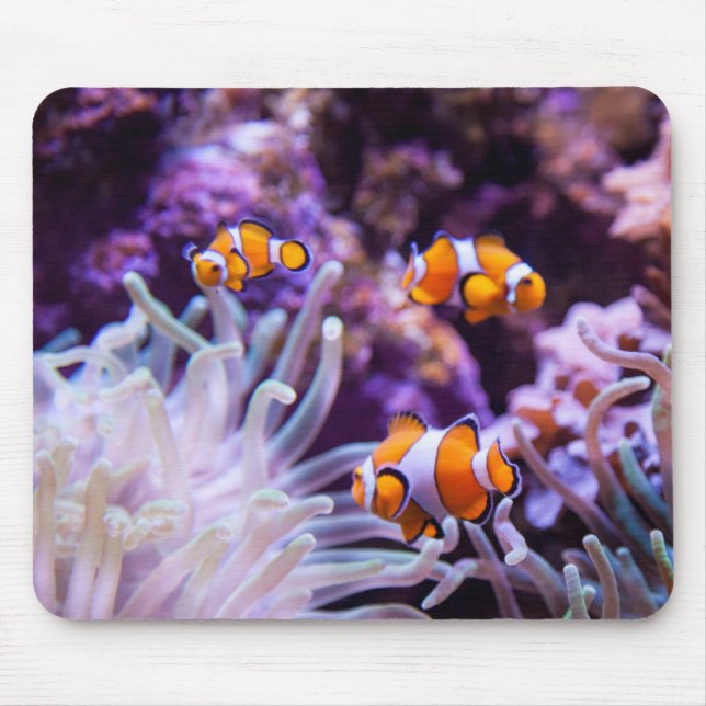 Mousepad Amphiprion Ocellaris de Ocellaris Clownfish | (Frente)