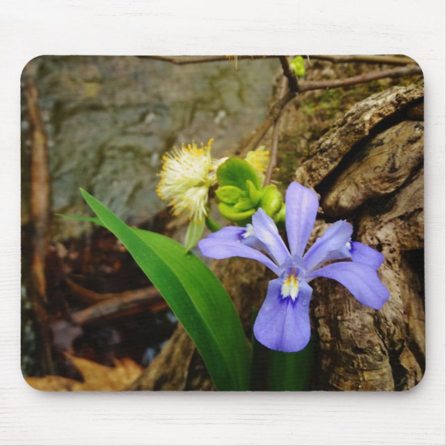 Mousepad Anã-Caverna-Iris, flor branca púrpura azul-púrpura (Frente)