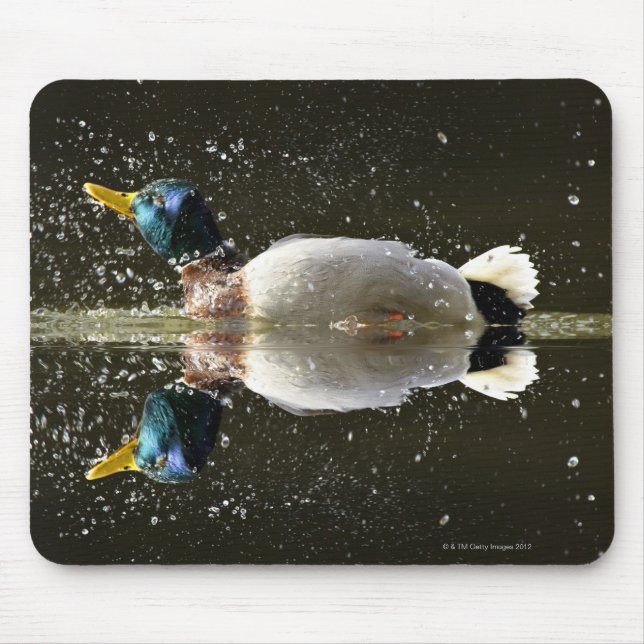 Mousepad (Anas platyrhyncus), agitando a água após (Frente)