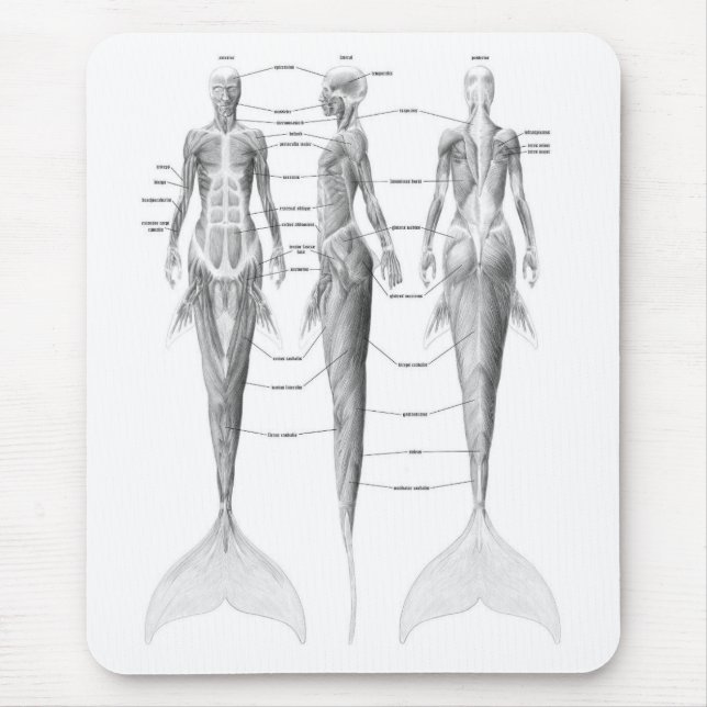 MOUSEPAD ANATOMIA DA SEREIA (Frente)