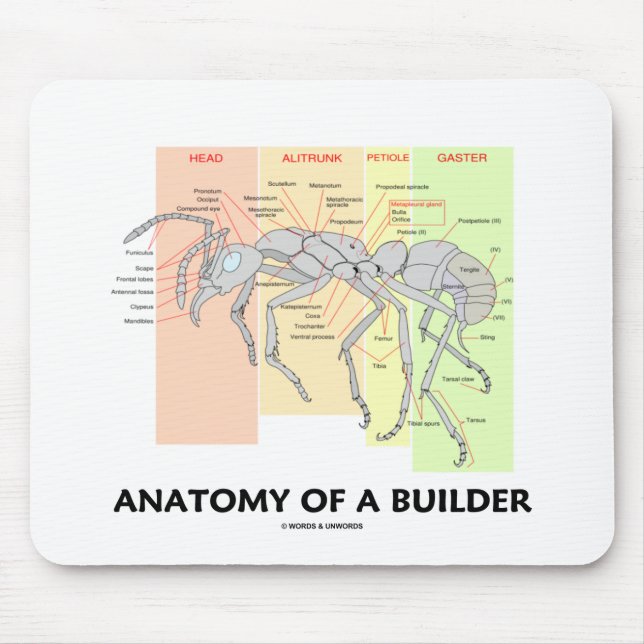 Mousepad Anatomia de um construtor (anatomia da formiga do (Frente)