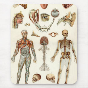 Mousepad Anatomia do corpo humano