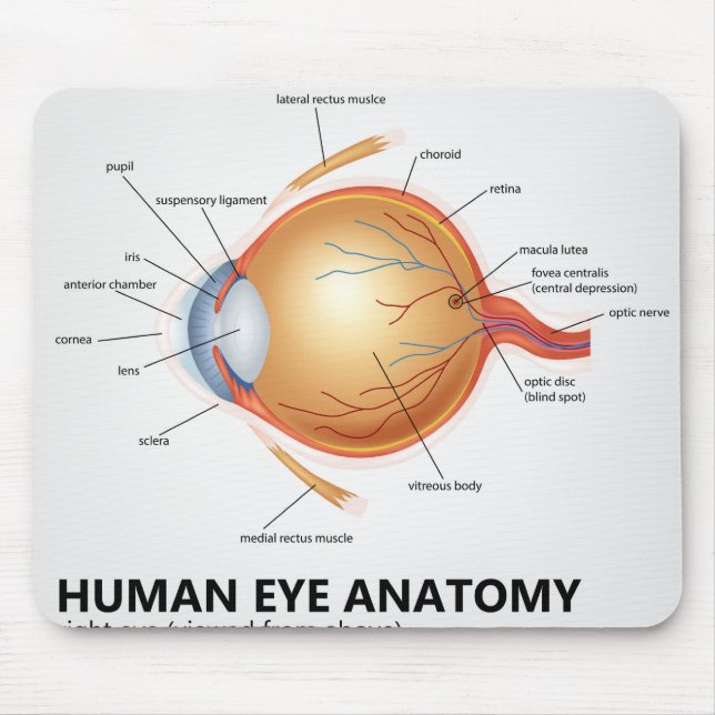 Mousepad Anatomia do olho humano do olho direito (Frente)