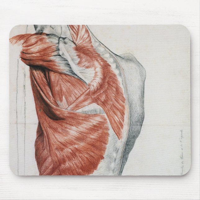 Mousepad Anatomia humana; Músculos do torso e do ombro (Frente)