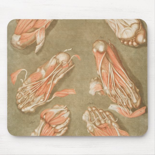 MOUSEPAD ANATOMIA PÉ ANATOMIA PÉ ANATOMIA OSSOS DE ANATOMIA (Frente)