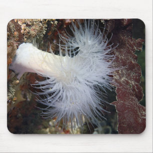 Mousepad Anemona Plumosa (Metridium farcimen)