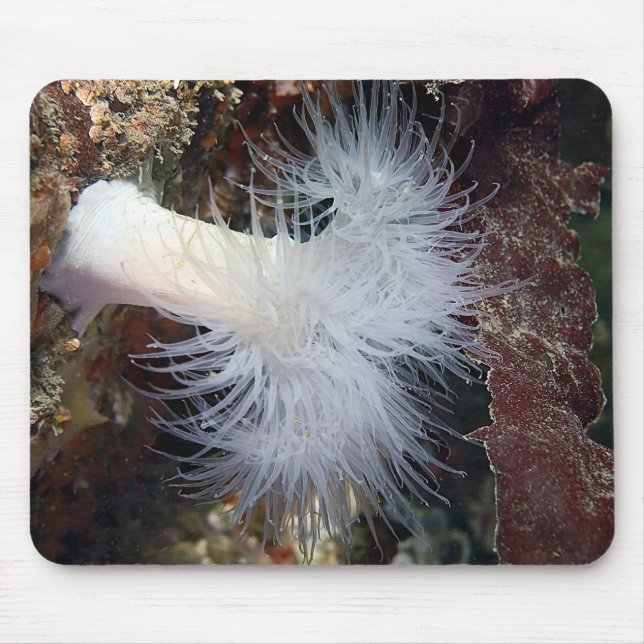 Mousepad Anemona Plumosa (Metridium farcimen) (Frente)