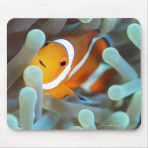 Mousepad Anemonefish 3 do palhaço