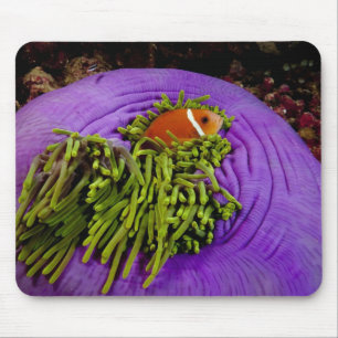 Mousepad Anemonefish e grande anêmona