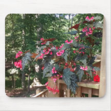 Angel Begonia com Florestas em Segundo Plano