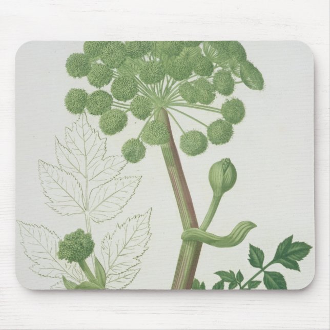 Mousepad Angélica Archangelica 'de Phytographie Medicale (Frente)
