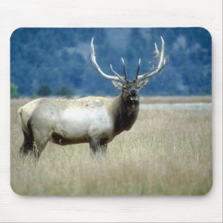 Mousepad Animais 1 selvagem