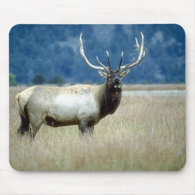 Mousepad Animais 1 selvagem (Frente)