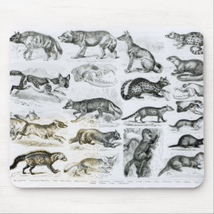 Mousepad Animais carnívoros