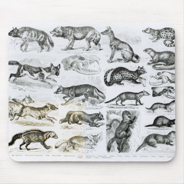 Mousepad Animais carnívoros (Frente)