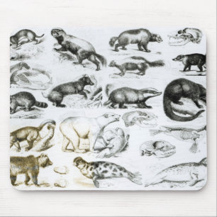 Mousepad Animais carnívoros