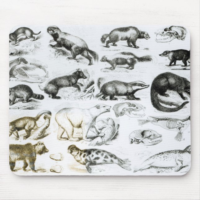 Mousepad Animais carnívoros (Frente)