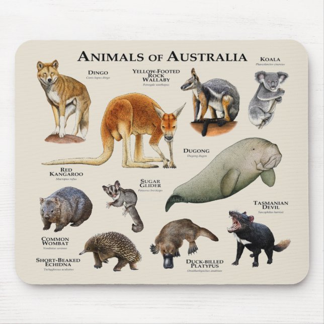 Mousepad Animais da Austrália (Frente)