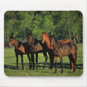 Mousepad Animais de um ano do puro-sangue